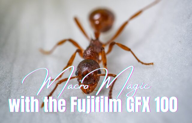 Macro Magic-Exploring Close-Up Photography with the Fujifilm GFX 100